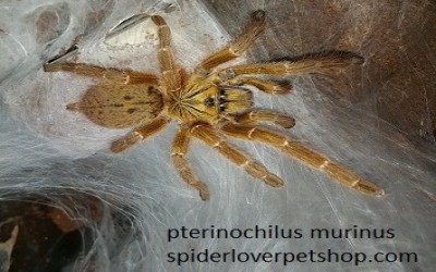 pterinochillus murinus sling tarantula